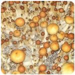 Псилоцибиновые (галлюциногенные)  грибы Psilocybin "Golden Teacher" в Гремячинске