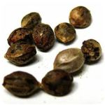 Семена марихуаны АК-47  (Seeds AK-47) в Гремячинске